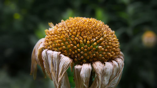 Close-up of wilted flower