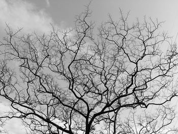 Low angle view of bare tree against sky