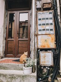 Cat looking through window of building