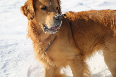 Close-up of dog during winter