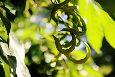 Close-up of plants in sunny day