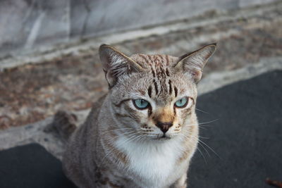 Close-up portrait of cat