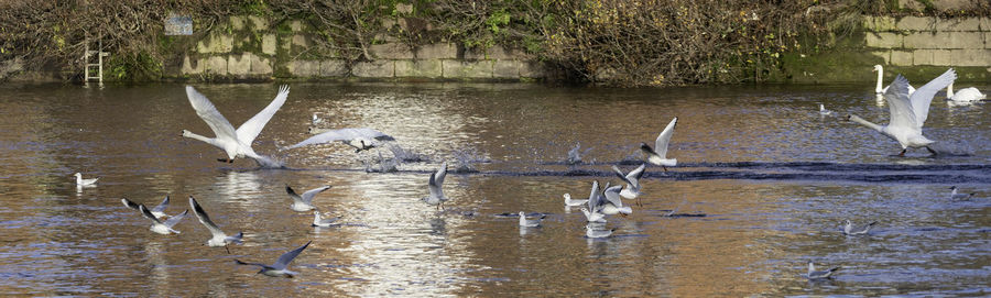 Birds flying over lake