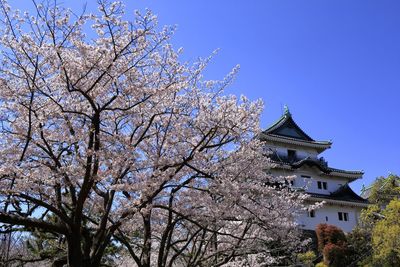 Low angle view of cherry tree by building against sky