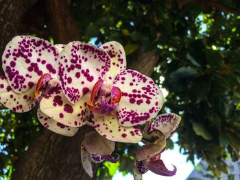 Close-up of flowers against blurred background