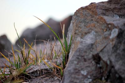 Close-up of rock