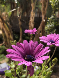 flowering plant