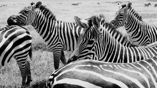 View of a zebra