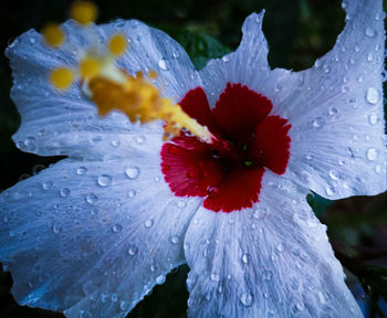 Close-up of wet hibiscus flower