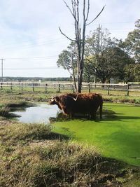 Cows grazing on field against sky