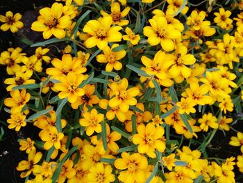 High angle view of yellow flowering plants on field