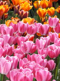 Close-up of pink flowers