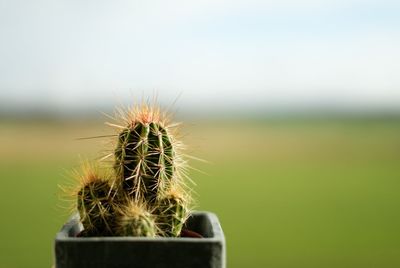 Close-up of barrel cactus growing on field against sky