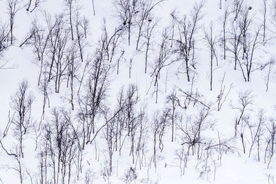 Low angle view of bare trees against sky during winter