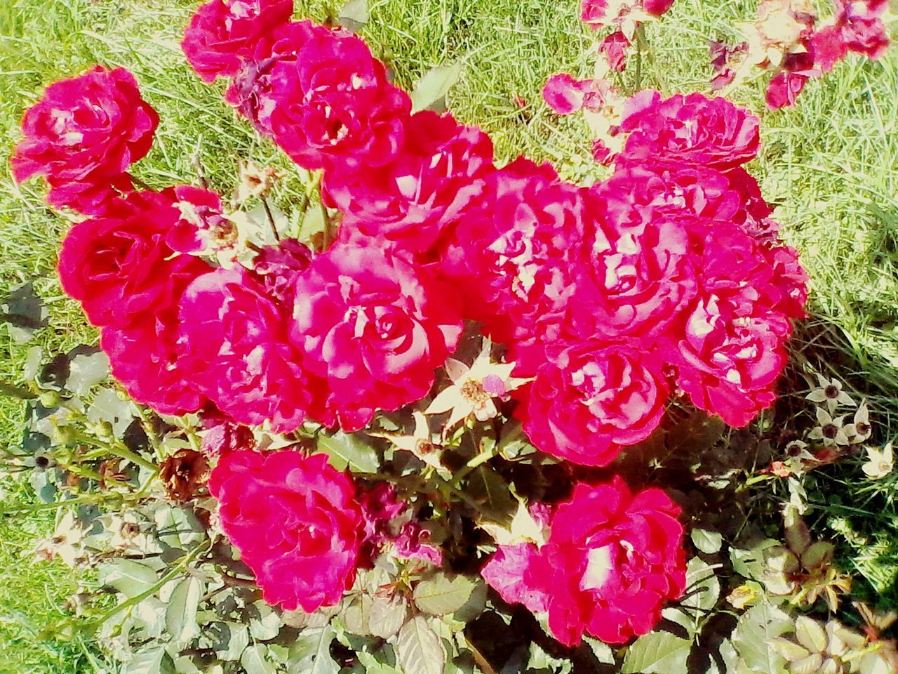 flower, freshness, petal, growth, fragility, beauty in nature, high angle view, pink color, plant, flower head, blooming, nature, field, in bloom, leaf, day, outdoors, park - man made space, red, no people