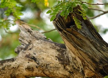 Close-up of tree trunk