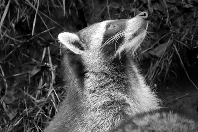 Close-up of an animal