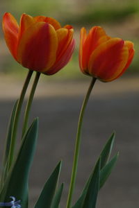 Close-up of red tulip