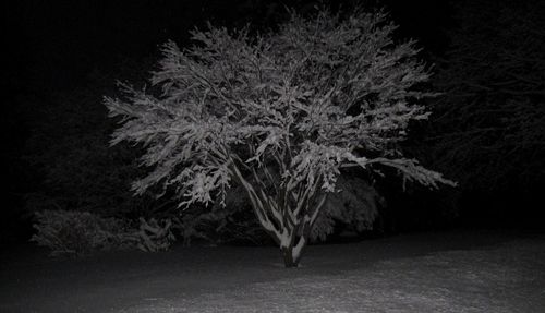 Trees on snow covered landscape