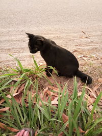 Black cat on field