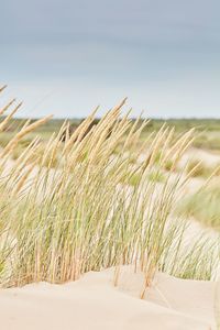 Close-up of wheat field against clear sky