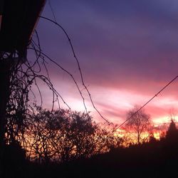 Silhouette of trees at sunset