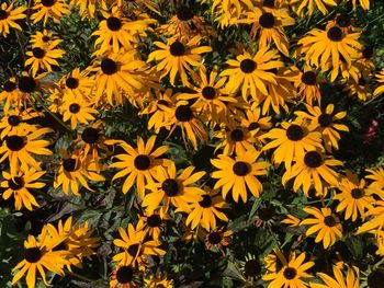 High angle view of yellow flowers blooming on field