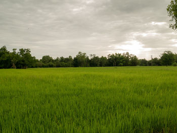 Scenic view of agricultural field against sky