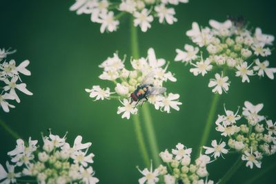 Close-up of bee on white flowers