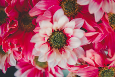 Close-up of pink rose bouquet