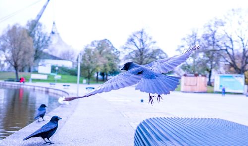 Birds flying against trees