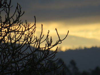 Close-up of silhouette tree against sky at sunset