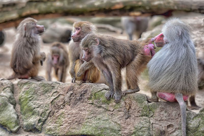 Monkeys on rock