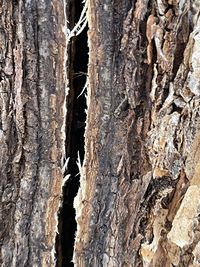 Full frame shot of tree trunk