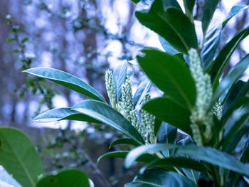 Close-up of leaves against blurred background