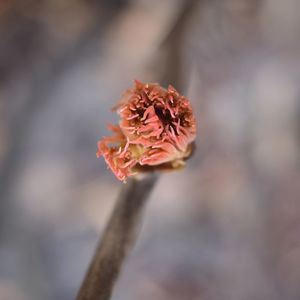 Close-up of pink flower