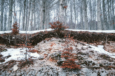 Snow covered trees in forest