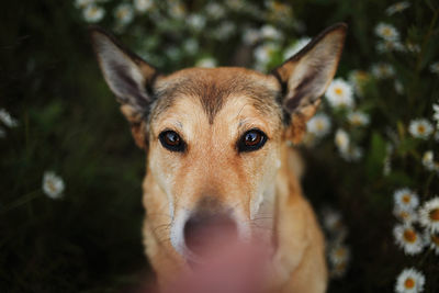 Close-up portrait of dog