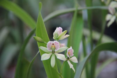 Close-up of flowering plant