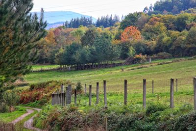 Scenic view of trees on landscape against sky