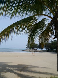 Palm trees on beach