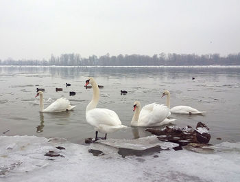Swans and ducks swimming in lake during winter