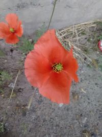 Close-up of red poppy flower