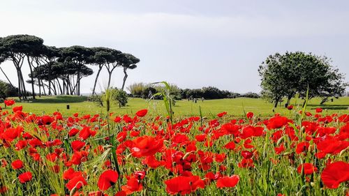 Red poppy flowers on field against sky