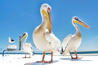 Flock of pelicans on boat against clear blue sky