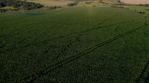 High angle view of agricultural field