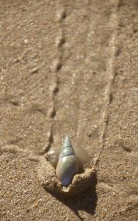 Close-up of crab on sand