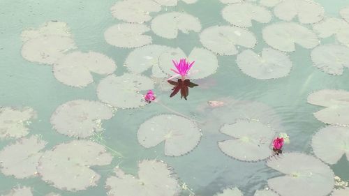 Water lily and leaves growing at lake