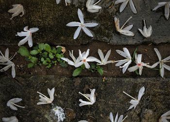 High angle view of starfish on the ground