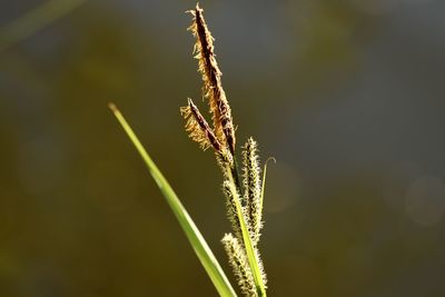 Close-up of stalks against blurred background
